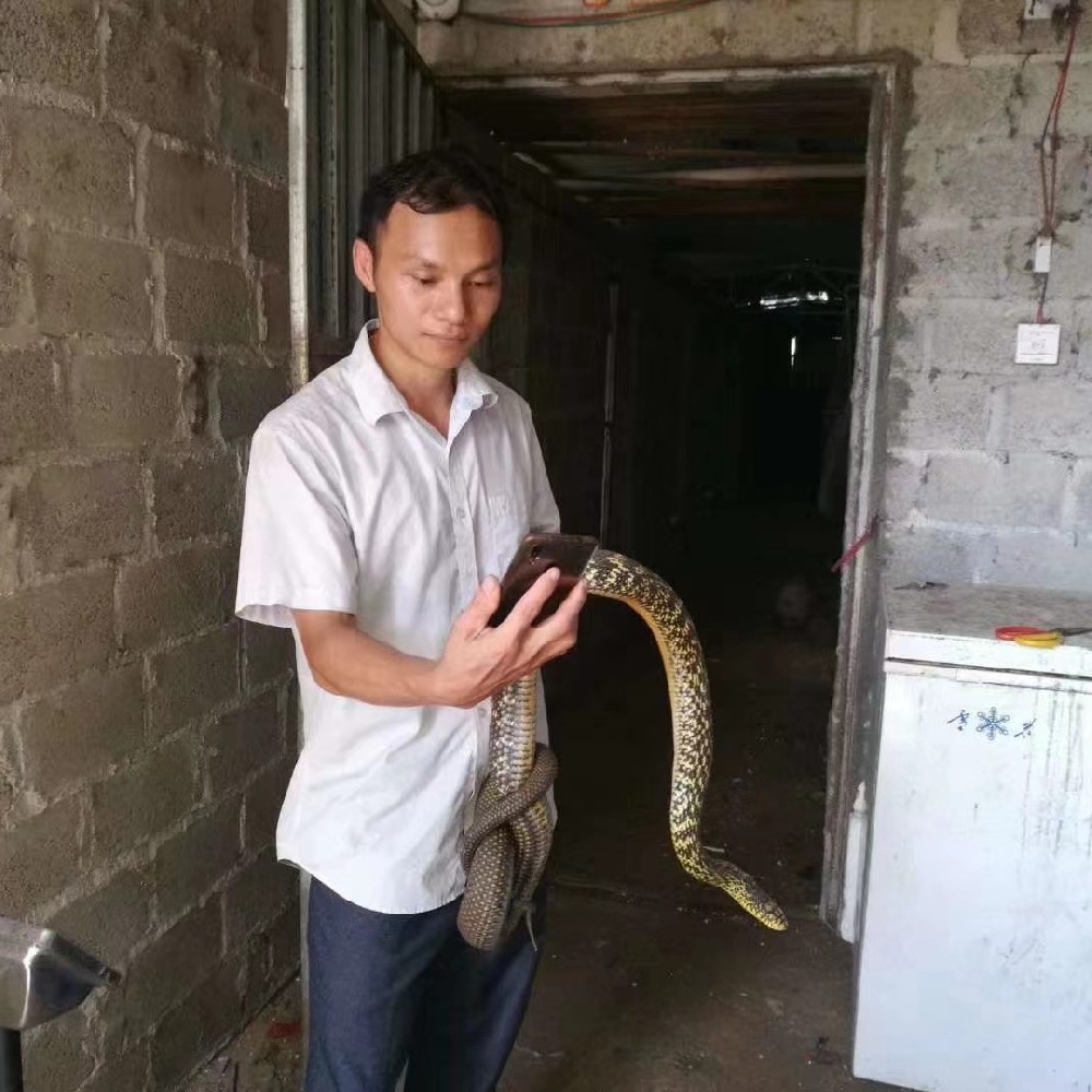 大王蛇