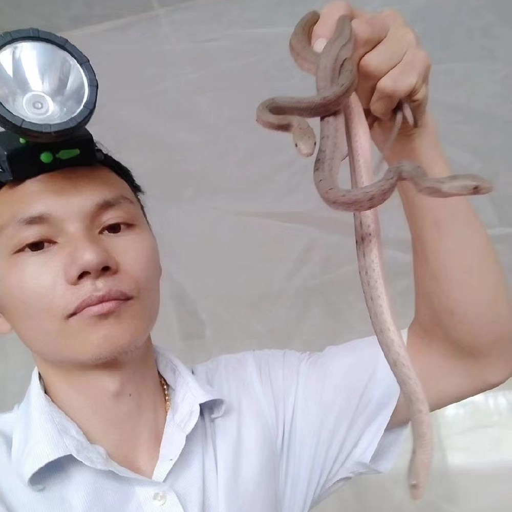 大王蛇苗