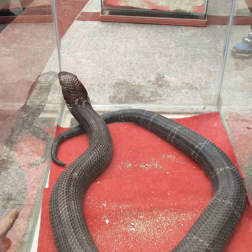 眼镜蛇
