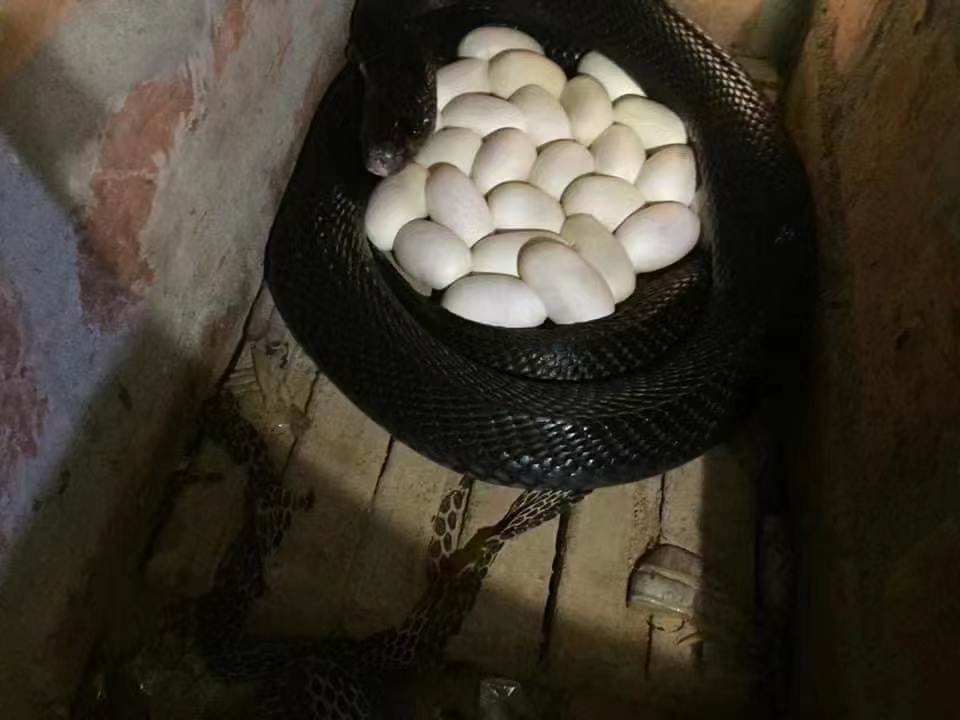 眼镜蛇蛋