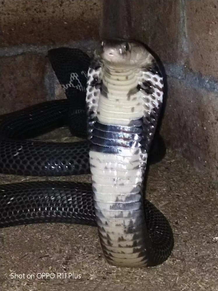 眼镜蛇