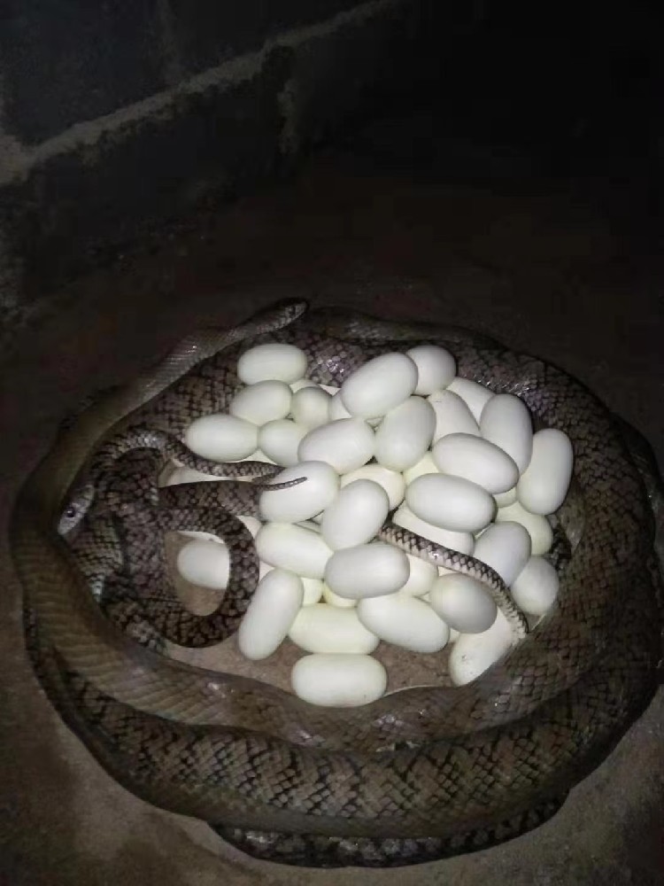 水律蛇蛋
