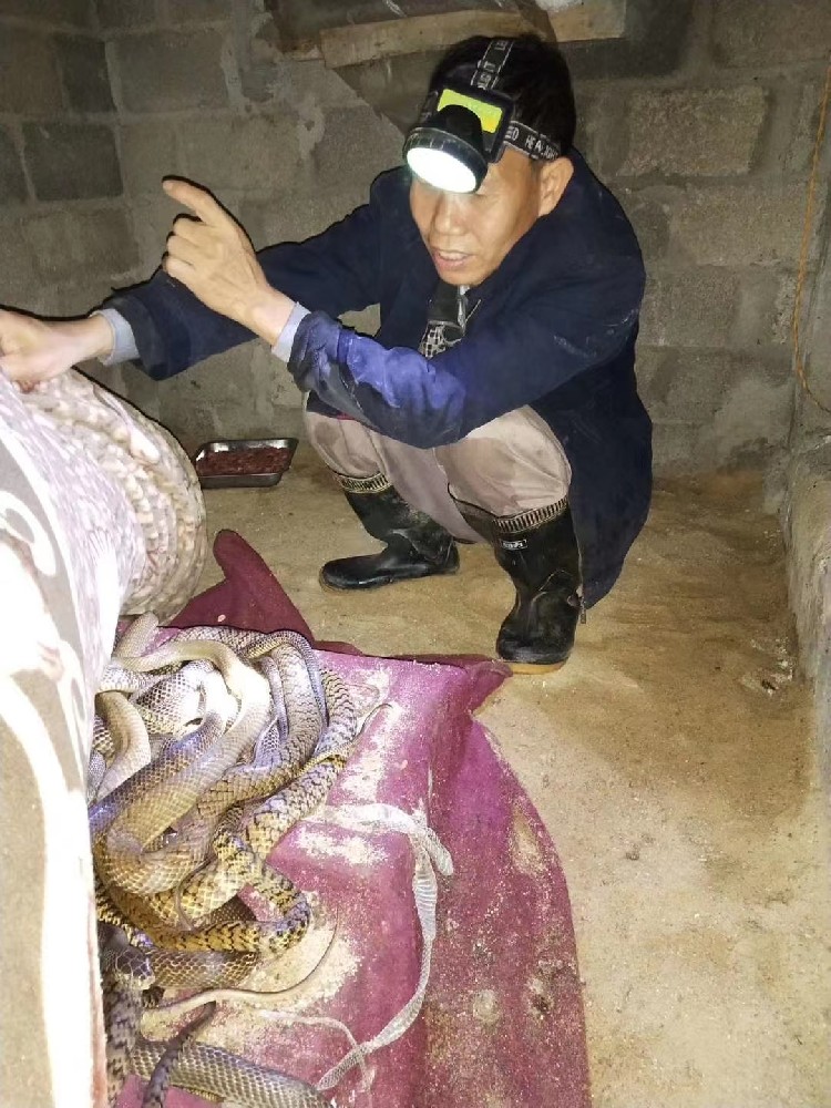 水律蛇